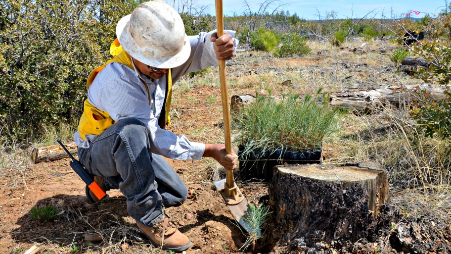 Options for Tree Stump Removal Angie's List
